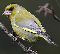 European Greenfinch