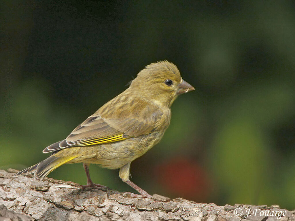 European Greenfinchjuvenile, identification