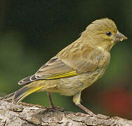 European Greenfinch