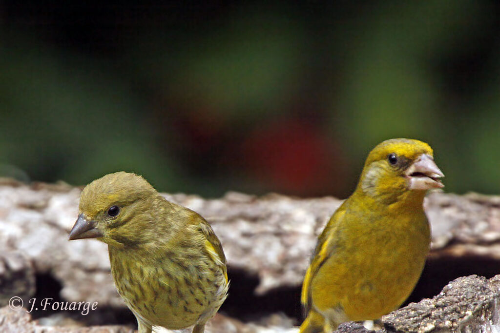 European Greenfinch, identification