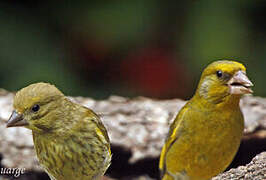 European Greenfinch