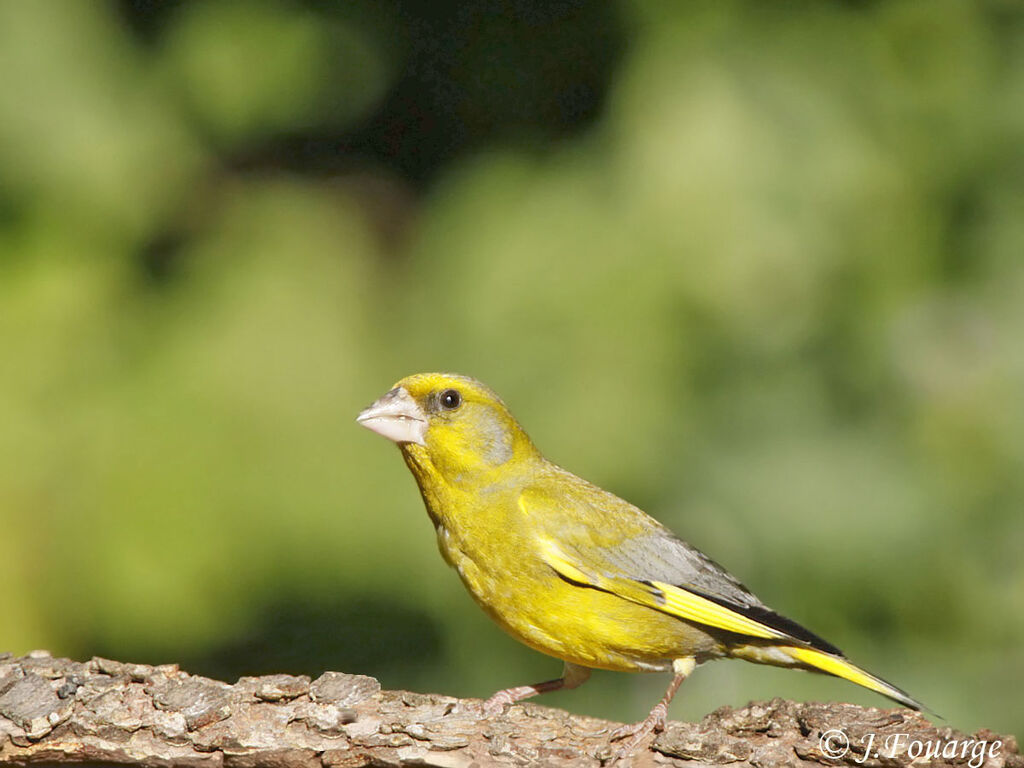 European Greenfinch male adult, identification