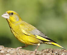 European Greenfinch