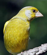 European Greenfinch