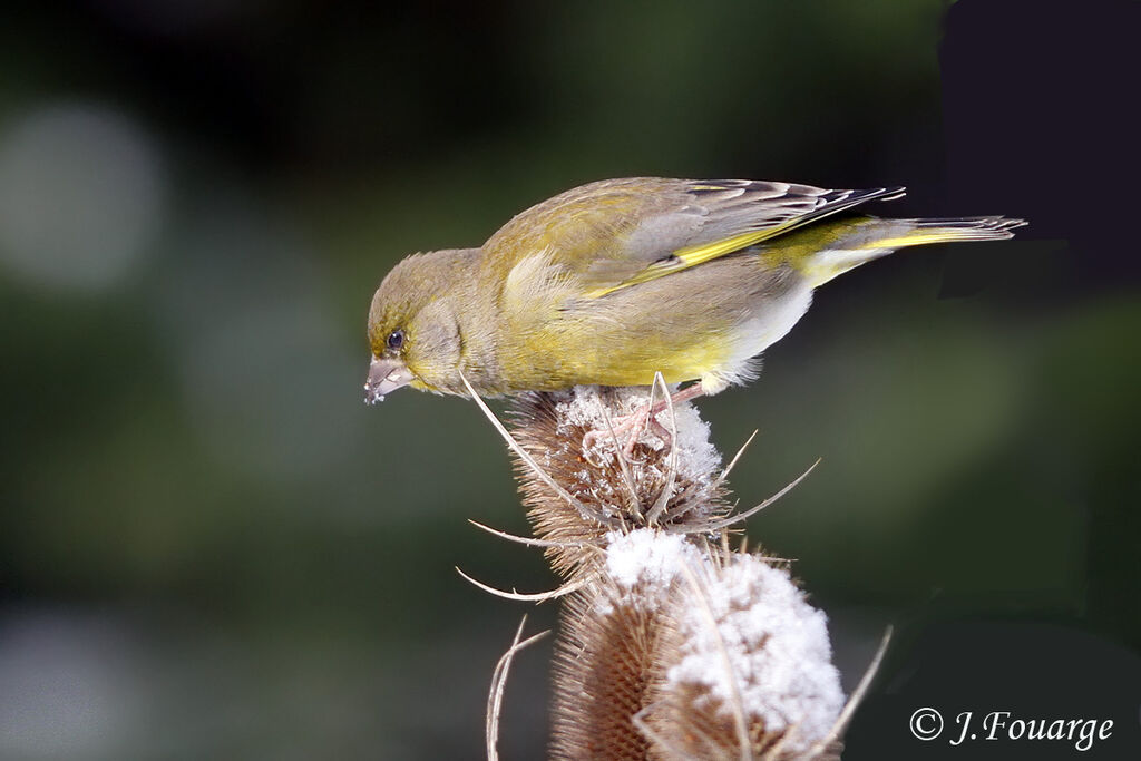 European Greenfinch male, identification, feeding habits