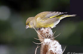 European Greenfinch