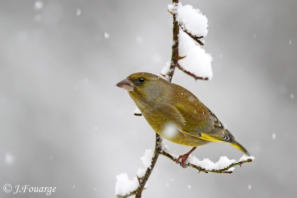 European Greenfinch male, identification