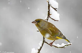 European Greenfinch