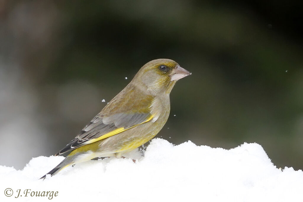 European Greenfinch male, identification