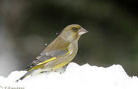 European Greenfinch