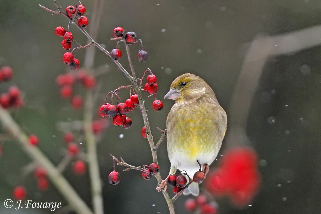 European Greenfinch female, identification, feeding habits, Behaviour