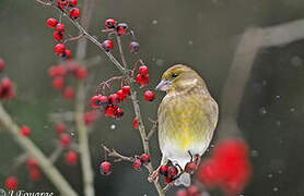 European Greenfinch