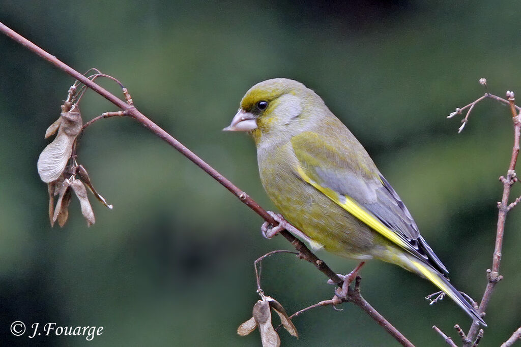 European Greenfinch, identification, feeding habits, Behaviour