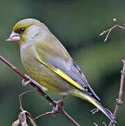 European Greenfinch