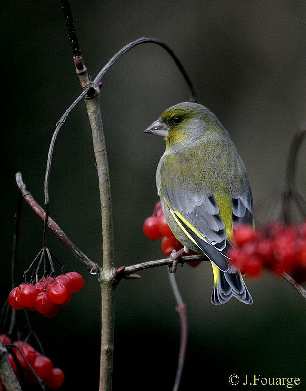 European Greenfinch