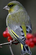 European Greenfinch