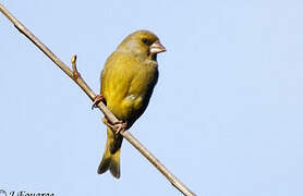 European Greenfinch