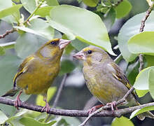 European Greenfinch