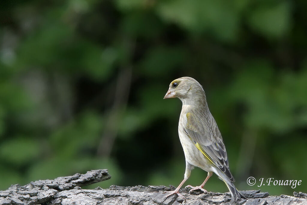 European Greenfinch female adult, identification, Reproduction-nesting