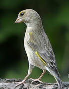 European Greenfinch