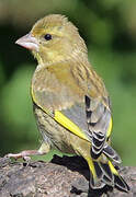 European Greenfinch