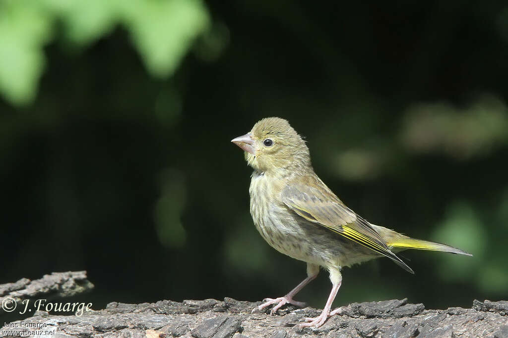 European Greenfinchjuvenile, identification