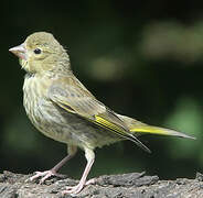 European Greenfinch