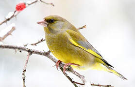 European Greenfinch