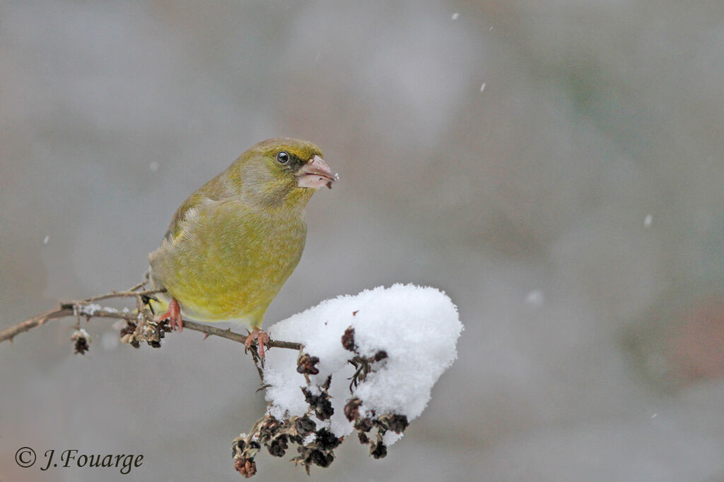 European Greenfinch male adult, identification, feeding habits