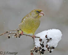 European Greenfinch