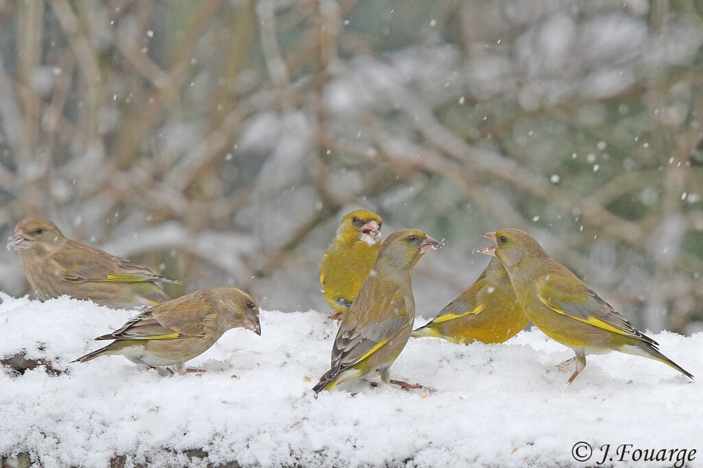 European Greenfinch, identification, Behaviour