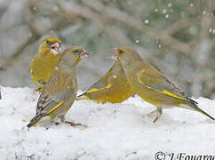 European Greenfinch