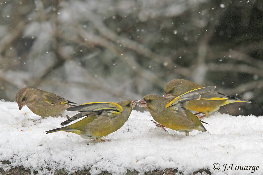 European Greenfinch, identification, Behaviour