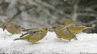 European Greenfinch