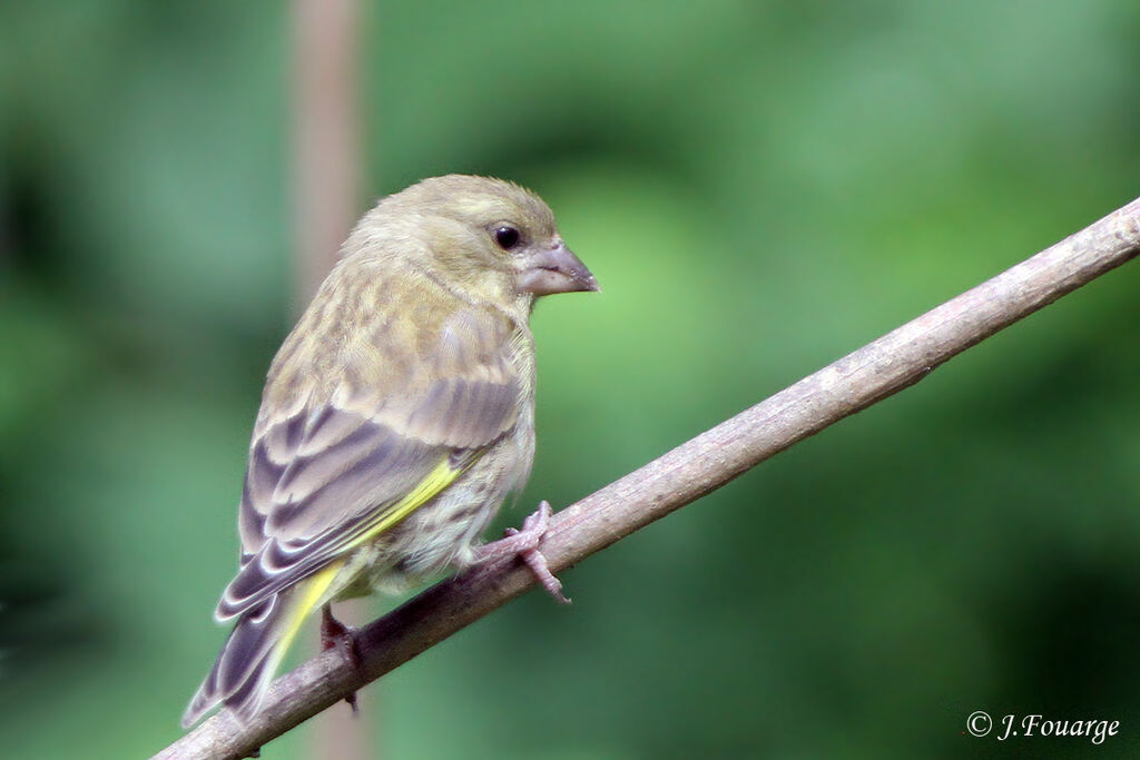 Verdier d'Europejuvénile, identification, Nidification