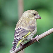 European Greenfinch