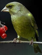 European Greenfinch