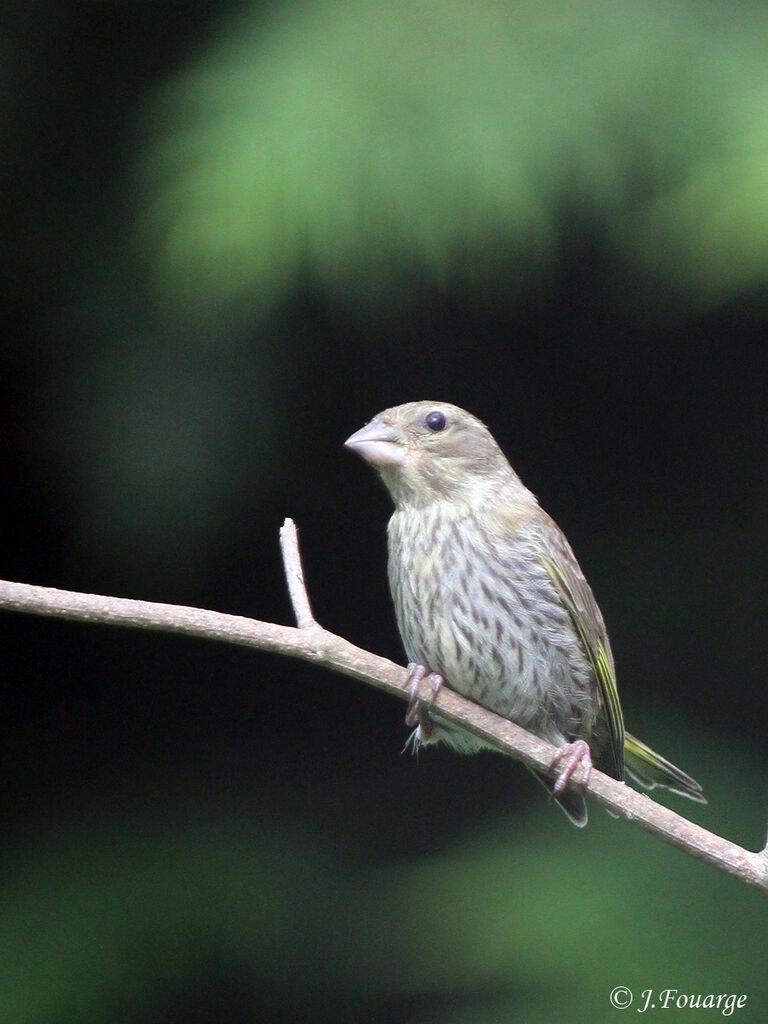 European Greenfinchjuvenile, identification, Reproduction-nesting