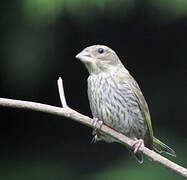 European Greenfinch