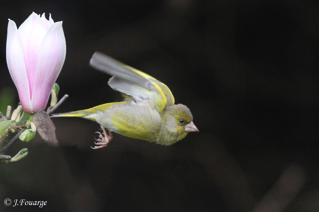 European Greenfinch male, identification