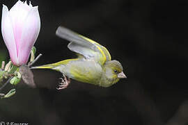 European Greenfinch