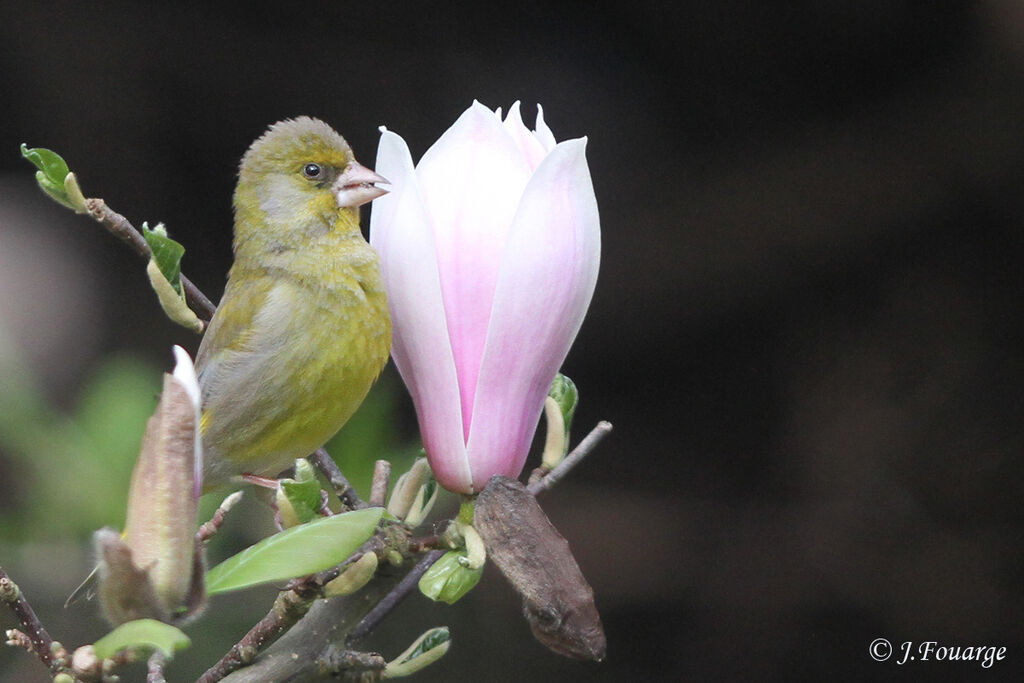 European Greenfinch male, identification