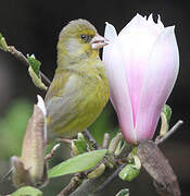 European Greenfinch