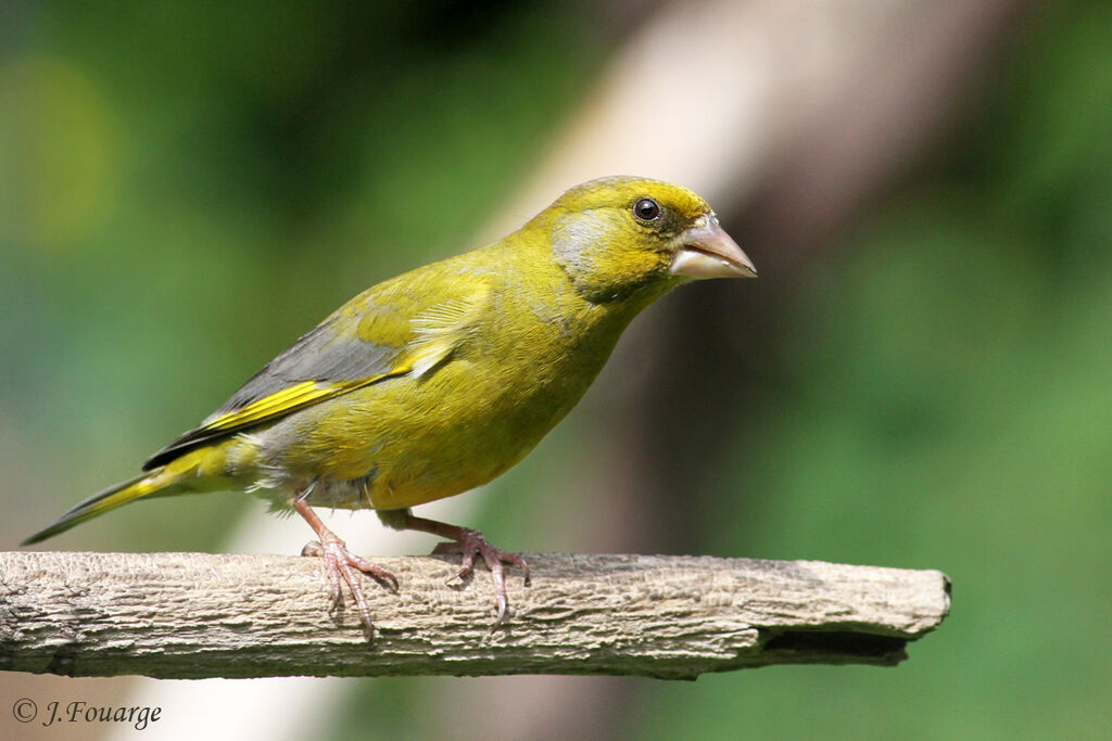 European Greenfinch male adult, identification