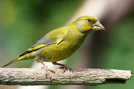 European Greenfinch