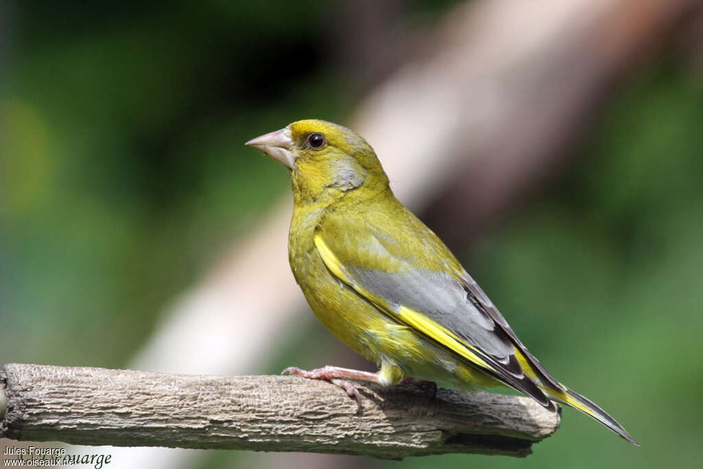 European Greenfinch male adult, identification