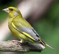 European Greenfinch