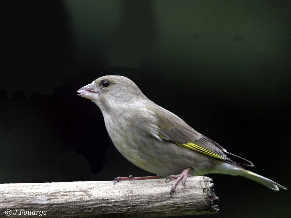 European Greenfinch