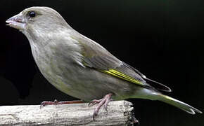 European Greenfinch