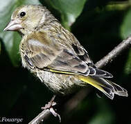 European Greenfinch